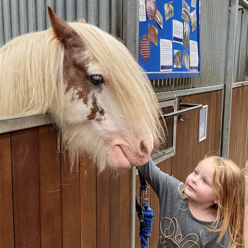 Young girl petting a horse